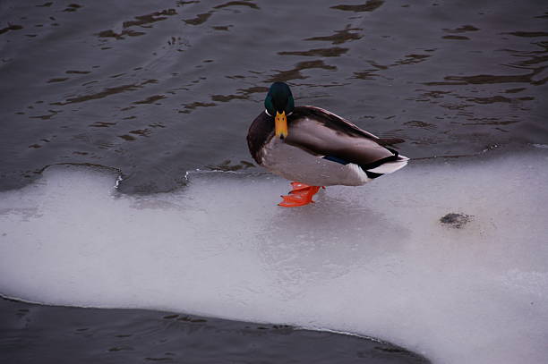 lonely duck looking from the piece of ice in pond stock photo