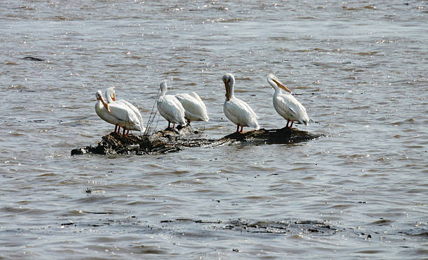 Pelicans hanging out on a log stock photo