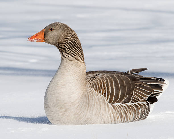 istock Domestic Greylag Goose 145846169