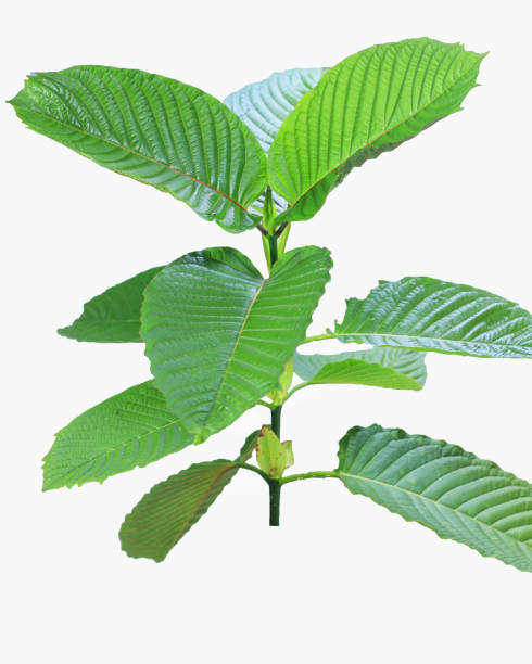 istock Kratom or Mitragyna speciosa. Isolated on white background, clipping path included. Vertical view. 1458462656