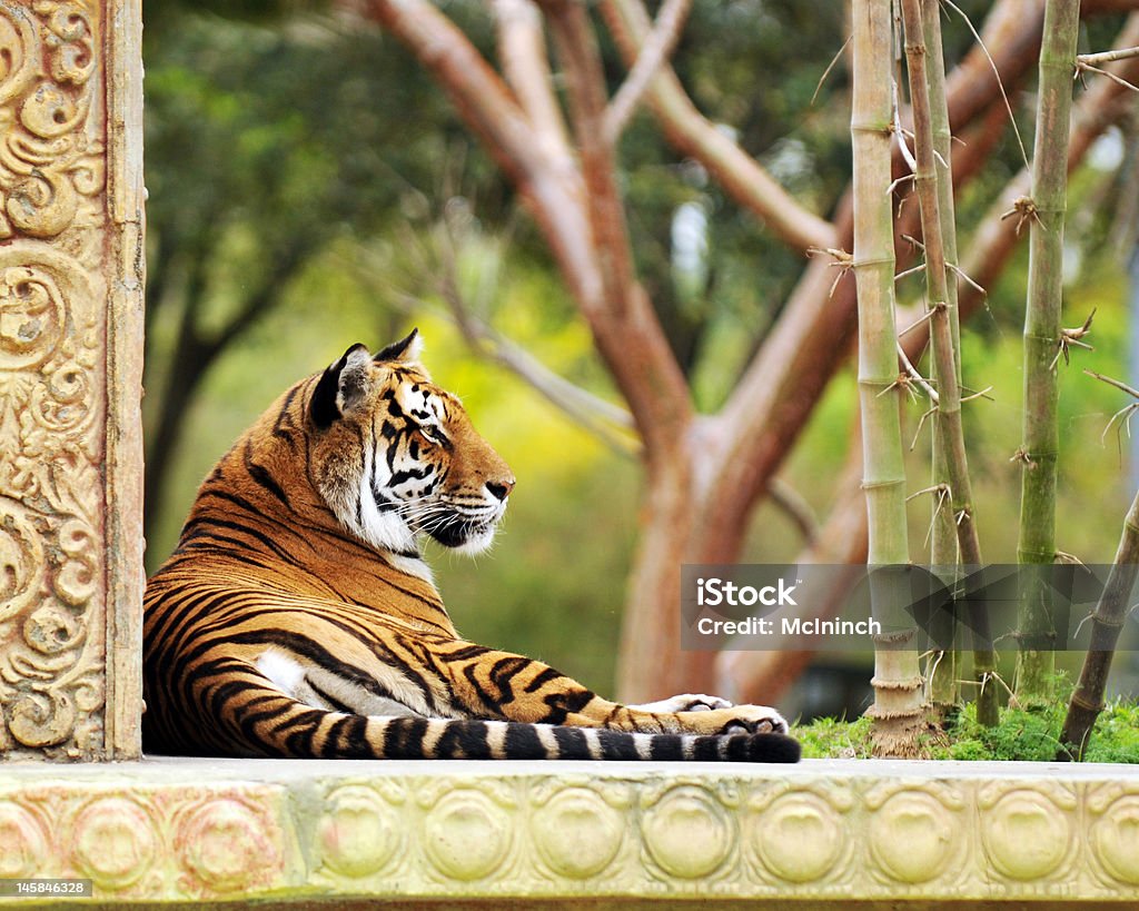 Tygrys w ogrodzie - Zbiór zdjęć royalty-free (Architektura)