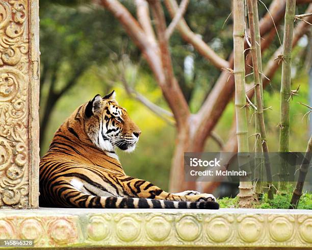 Tygrys W Ogrodzie - zdjęcia stockowe i więcej obrazów Architektura - Architektura, Biały, Czarny kolor