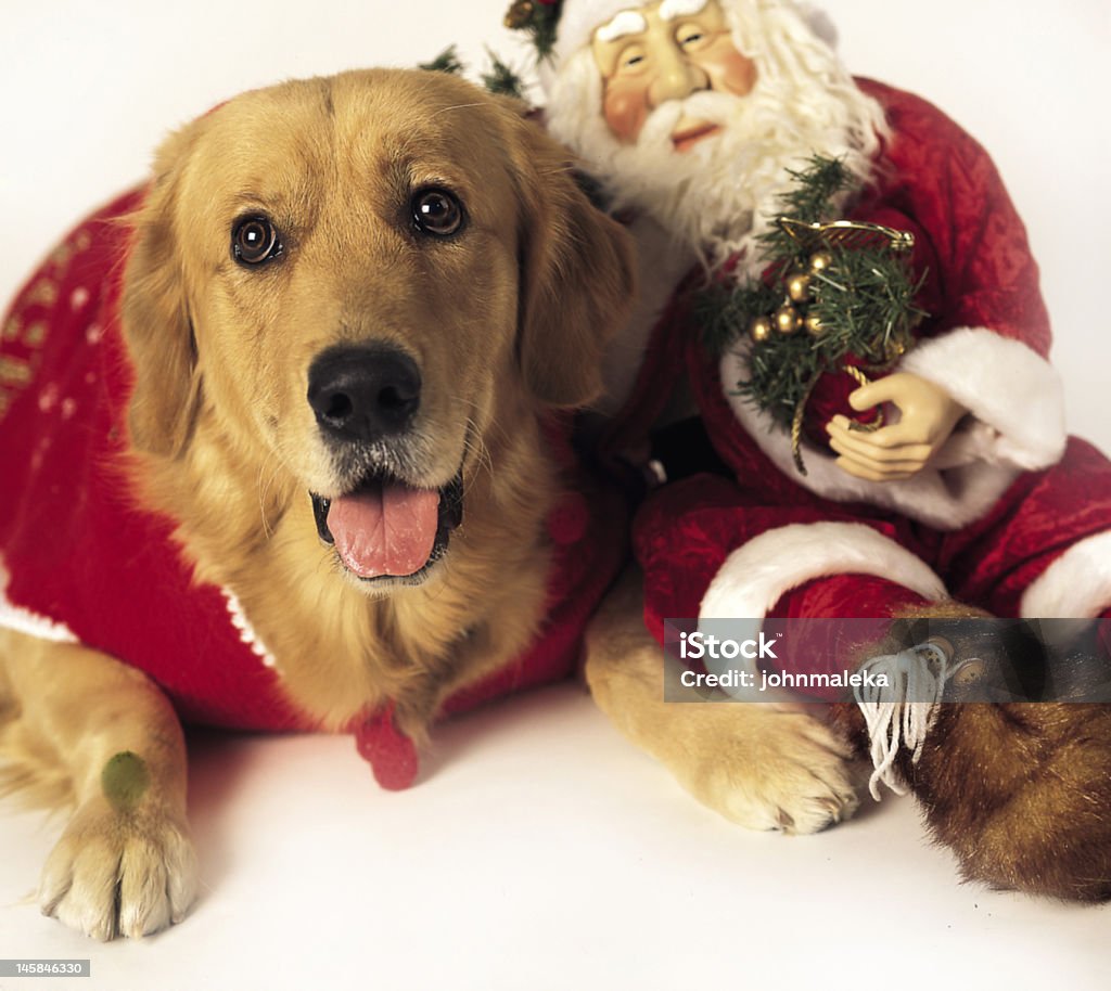 Dogs with Santa HASSEL 12OMM F5.6 125S Christmas Stock Photo