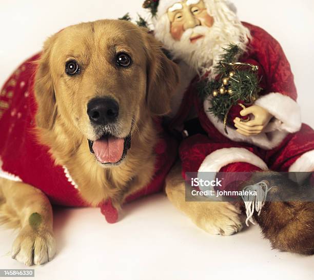 Dogs With Santa Stock Photo - Download Image Now - Christmas, Cultures, Dog