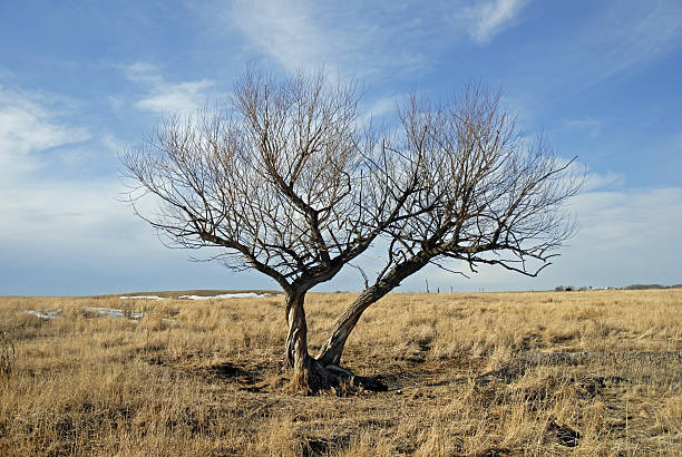 Lone tree stock photo