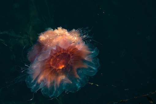Drymonema dalmatinum spreads hood showing its beautiful colors. Marine life and dangerous species. Sighting of large North Sea jellyfish, climate emergency and pollution.