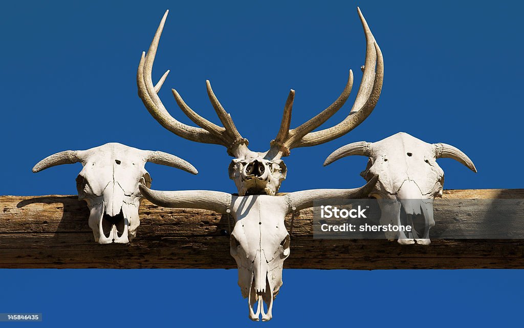 Animal Skulls Stock Photo - Download Image Now - Animal Bone, Animal Skull,  Blue - iStock