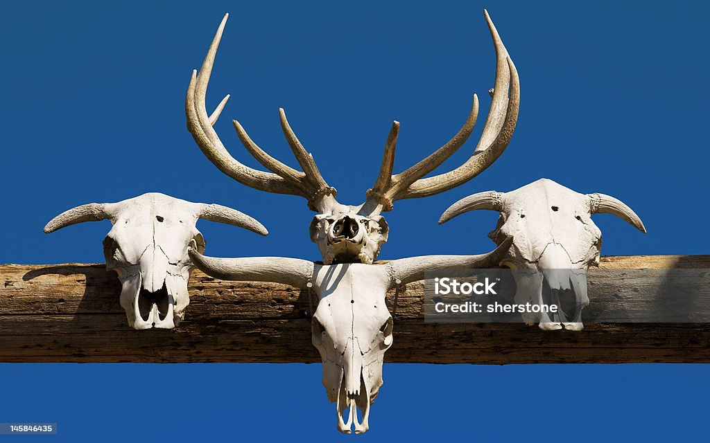 Animal Skulls Stock Photo - Download Image Now - Animal Bone, Animal Skull, Blue - iStock Animal Skulls Stock Photo - Download Image Now - Animal Bone, Animal Skull, Blue - iStock