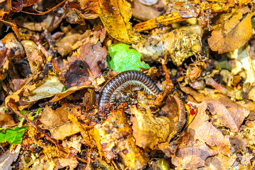 Millipede insect hiding in autumn leaves in Germany.