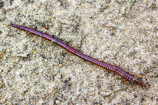 Creeping long red worm in Pipinsburg Germany.