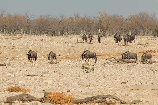 Blue wildebeest in natural habitat in Etosha National Park in Namibia. African wildlife. South Africa.