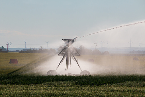 Outdoor rural scene of an irrigation pivot in an agricultural field spraying water on the crop that is growing.