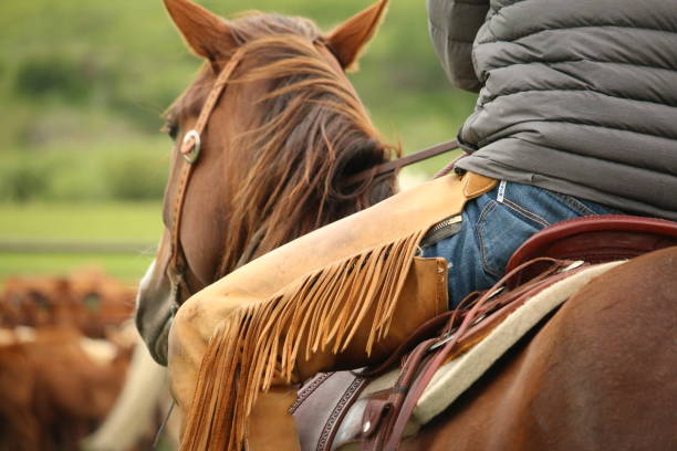Team roping rodeo action
