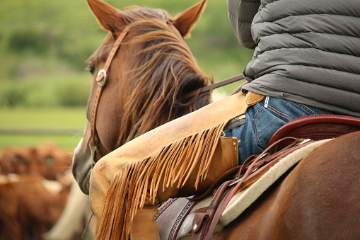 Outdoor rural scene of the view from behind of a cowboy wearing leather chaps sitting in the saddle on his horse that is watching the livestock herd.
