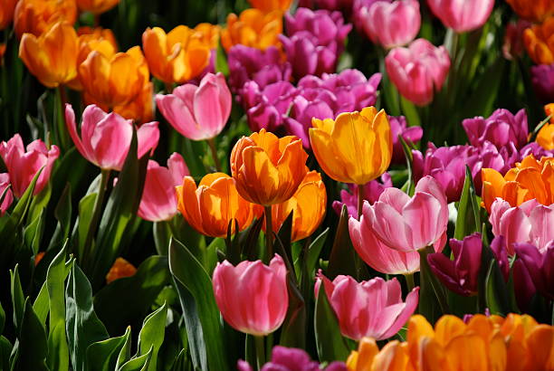 istock Sea of Tulips 145846654