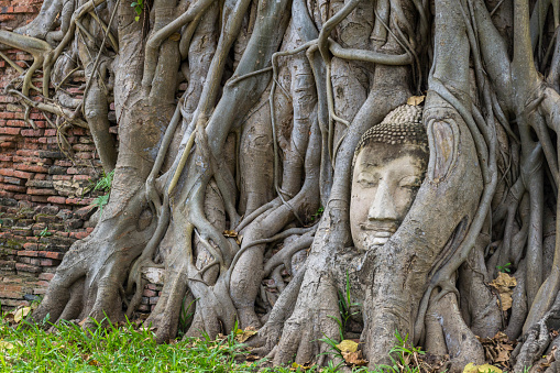 Stone Buddha Head Statue trapped in Bodhi Tree Roots in Wat Mahathat.