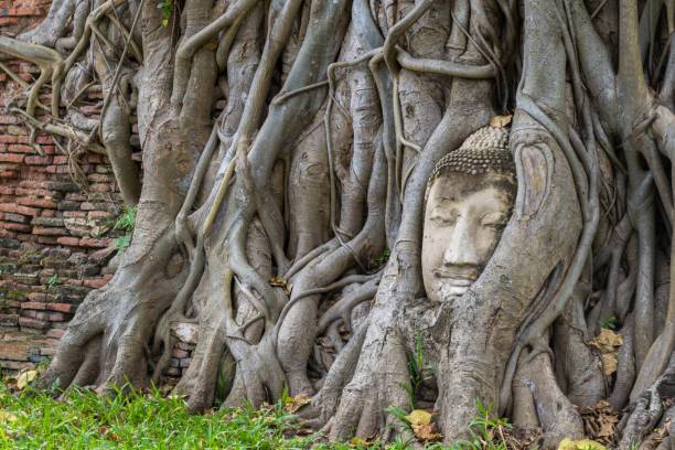 stone buddha head statue trapped in bodhi tree roots in wat mahathat - sukhothai stok fotoğraflar ve resimler