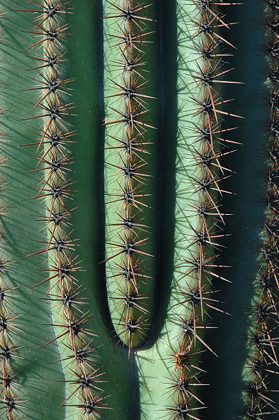 Cacto Gigante Americano - foto de acervo