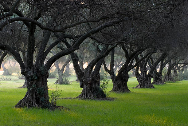 Olive Grove – zdjęcie