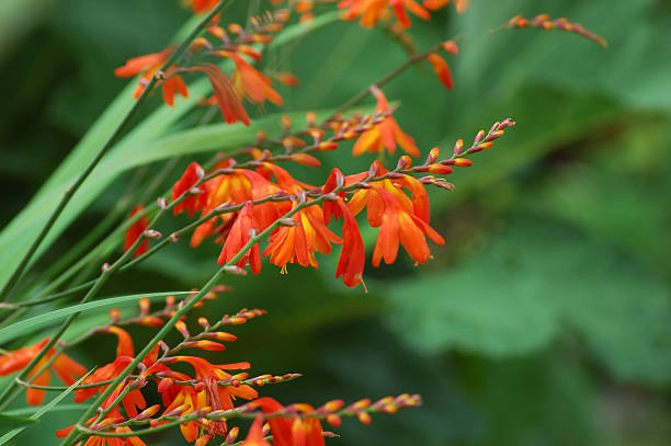 crocosmia, emberglow – zdjęcie