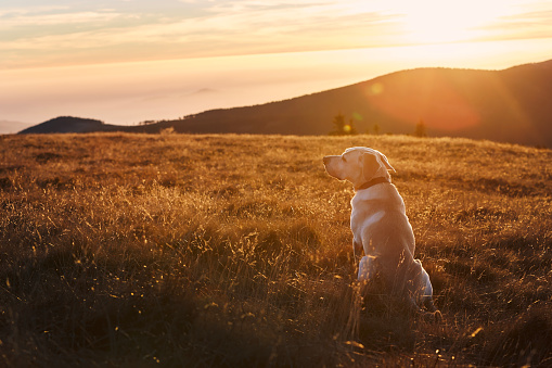 Dog sitting on meadow against mountains at sunset