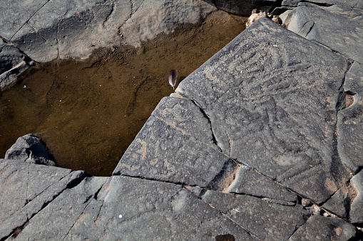 Eastern (upstream) Section (mostly geometric/abstract designs). Close-up of geometric (abstract) engraving. Driekopseiland (Island) is a rock engraving site located in the bed of the Riet River near Plooysburg, close to Kimberley, Northern Cape, South Africa. At this site, nearly 4,000 exposed individual engravings are carved into glaciated basement rock. It is estimated that the petroglyphs were probably engraved in two distinct periods, the first about 2500 years ago, and the latter more or less 1000 years ago. The engravings at Driekopseiland are associated with cultural rituals and more specifically with puberty rites,