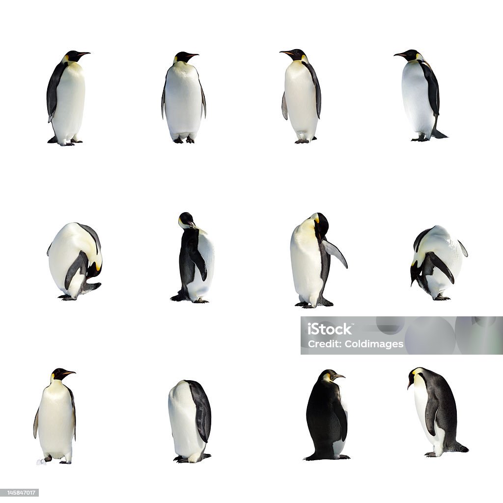 Bộ Hình Ảnh Của Chim Cánh Cụt Dễ Thương Với Các Tư Thế Khác Nhau ...