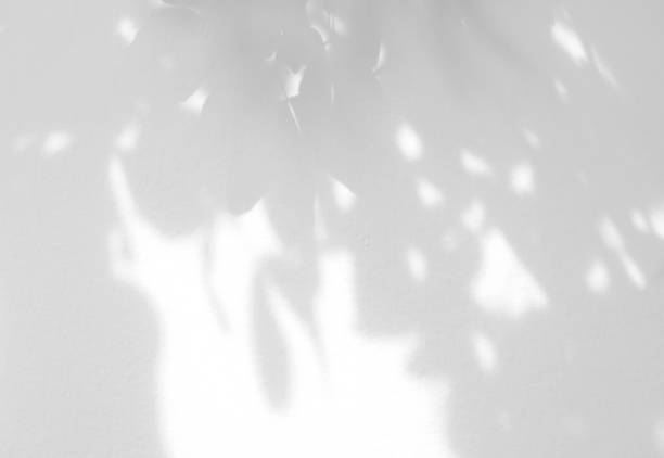 istock Natural shadow of leaves on a white wall background 1458470227