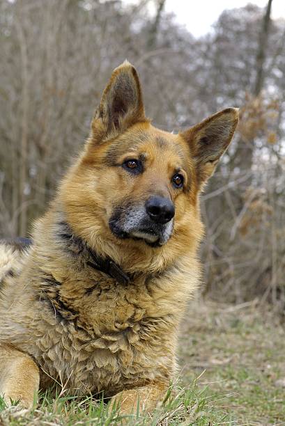 istock Portrait of the sheep dog 145847027