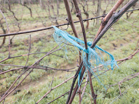 Two vines tied together with a knot during winter