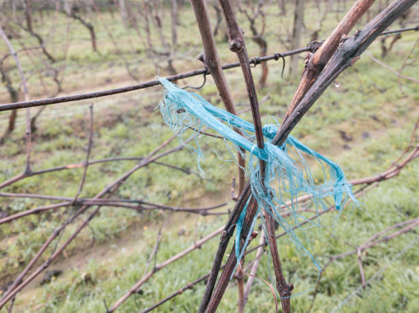 Two vines tied together with a knot stock photo