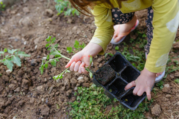 istock close up of child's hands planting seedling 1458470323