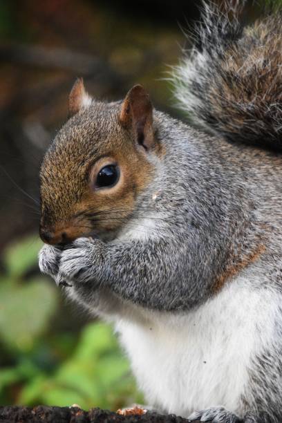 istock Grey squirrel eating close up portrait side view 1458470987
