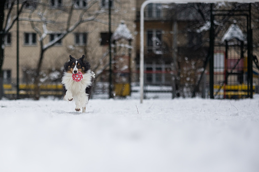Sheltie Sheep Dog Playing wit Red Ball. Winter.\nKraków in Poland.