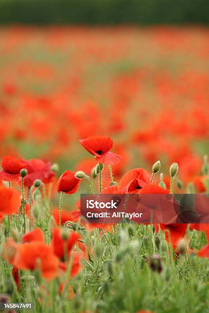 Papaveráceas - Fotografias de stock e mais imagens de Ao Ar Livre - Ao Ar Livre, Campo agrícola, Flor