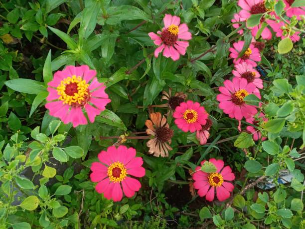 花 - frame flower ornamental garden beauty in nature ストックフォトと画像