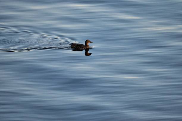 istock an eider duck makes waves and is side lit by the evening sun 1458476212