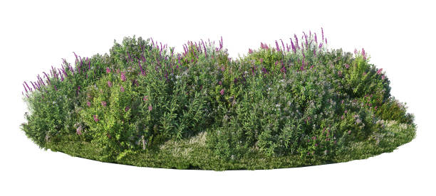 istock 3d render Shrubs and flower on a white background 1458476255