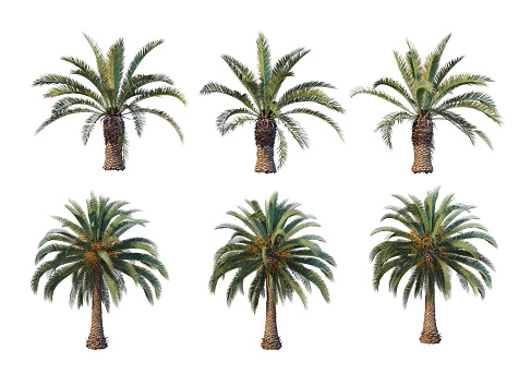 3d render Palm trees on a white background