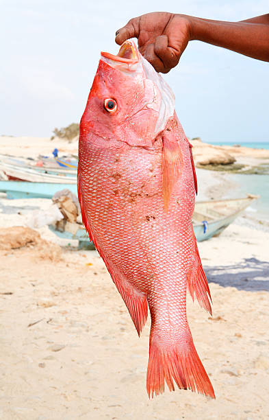 prise-vivaneau rouge - fish catch of fish seafood red snapper photos et images de collection