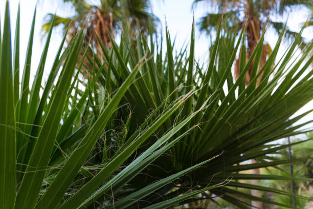 istock Fluffy yucca palm among shrubs in Turkey 1458478367