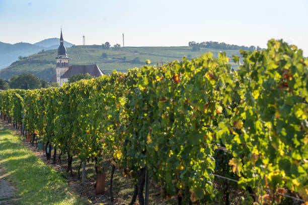 istock Vineyard in Alsace, France 1458479921