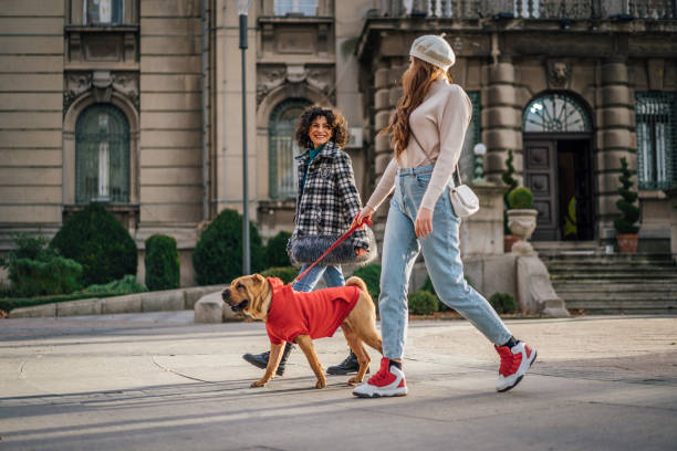 istock Women friends walking a dog 1458480104