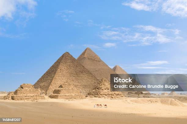 Manusia Berjalan Dengan Unta Di Piramida Giza Giza Necropolis Mesir Foto Stok - Unduh Gambar Sekarang