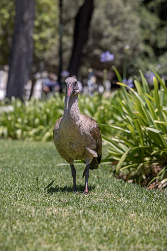 The Hadada ibis (Bostrychia hagedash) is quite common in South Africa and are often seen in public parks