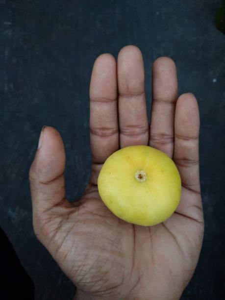 istock Garden Fresh Ripe Fig in My Hand. 1458481481