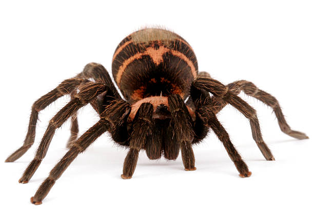 istock Costa Rican Tiger Rump Tarantula 145848157
