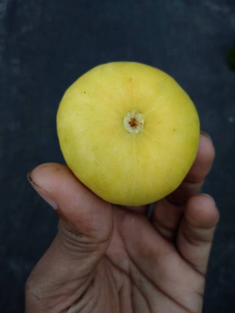 istock Fig Harvesting of My Garden. 1458481746