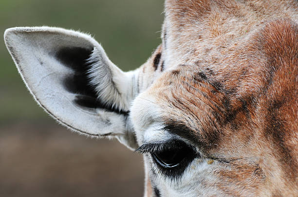 Giraffe close up, focus on eye. stock photo