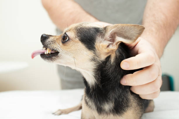 istock dog aggression, small pet grins, angry dog 1458482620